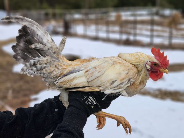 Rugeegg av renraset Jærhøns