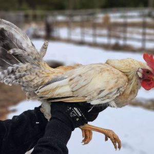 Rugeegg av renraset Jærhøns - Bilde 9