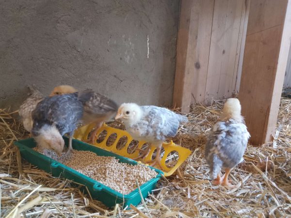 Rugeegg av renraset Jærhøns