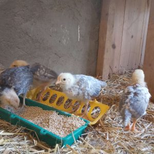 Rugeegg av renraset Jærhøns - Bilde 8