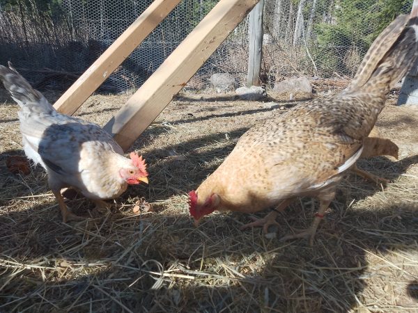 Rugeegg av renraset Jærhøns