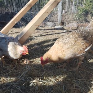 Rugeegg av renraset Jærhøns - Bilde 7