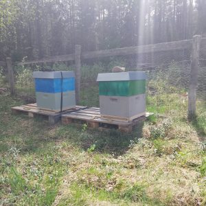 230 g Lynghonning - 2025 - Bilde 3