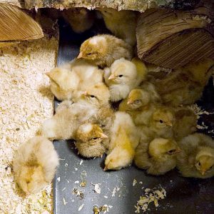 Rugeegg av renraset Jærhøns