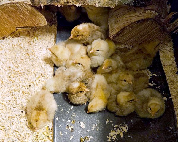 Rugeegg av renraset Jærhøns