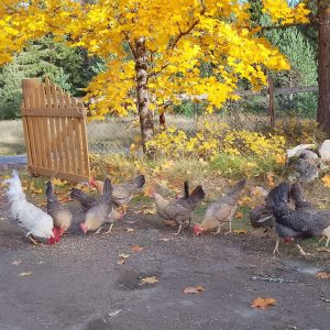 Rugeegg av renraset Jærhøns - Bilde 3