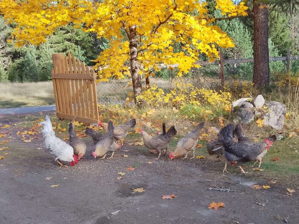 Rugeegg av renraset Jærhøns