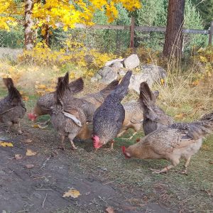 Rugeegg av renraset Jærhøns - Bilde 2