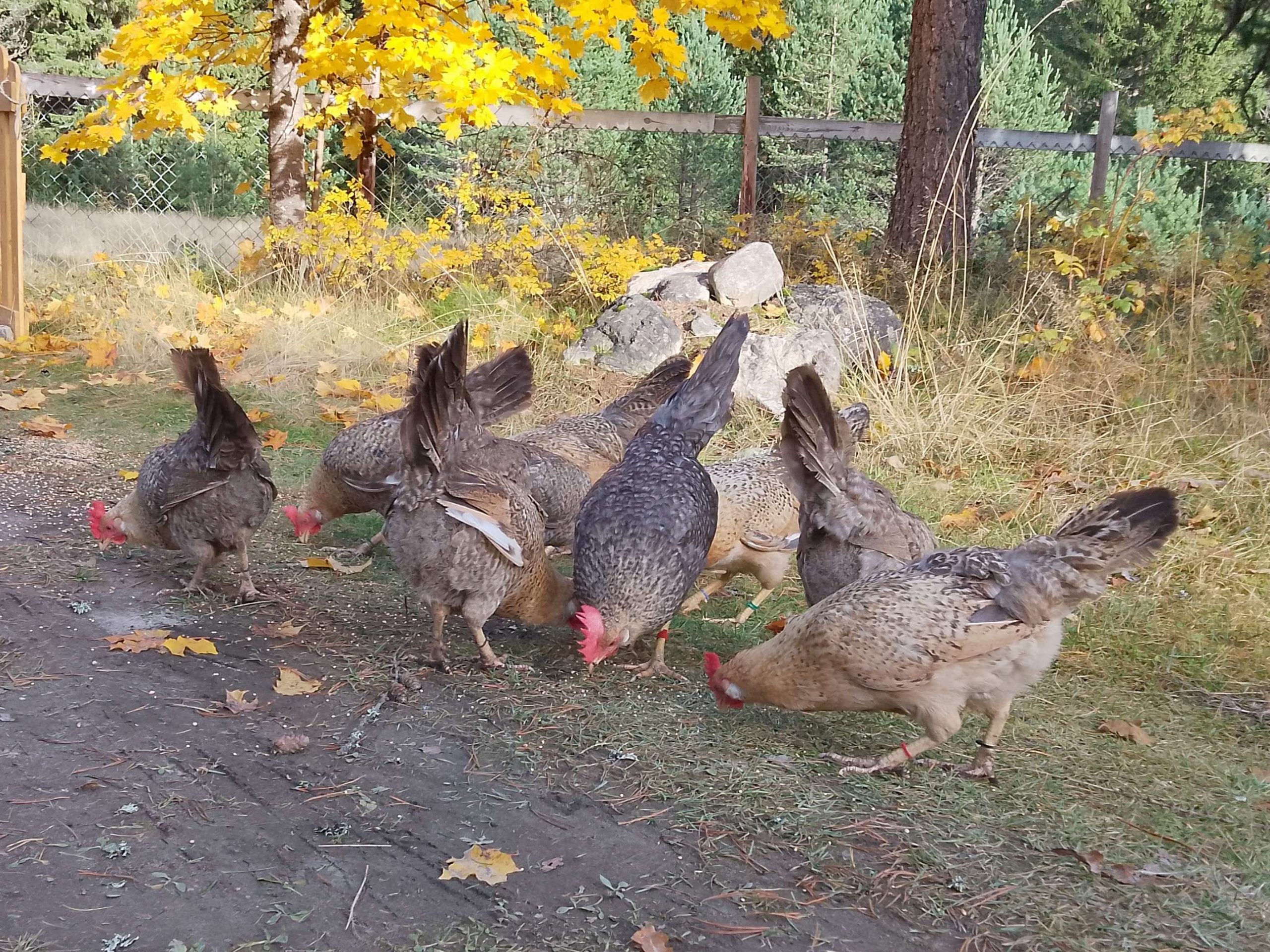 Rugeegg av renraset Jærhøns - Bilde 2