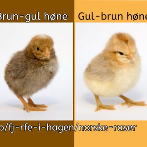 Rugeegg av renraset Jærhøns - Bilde 4