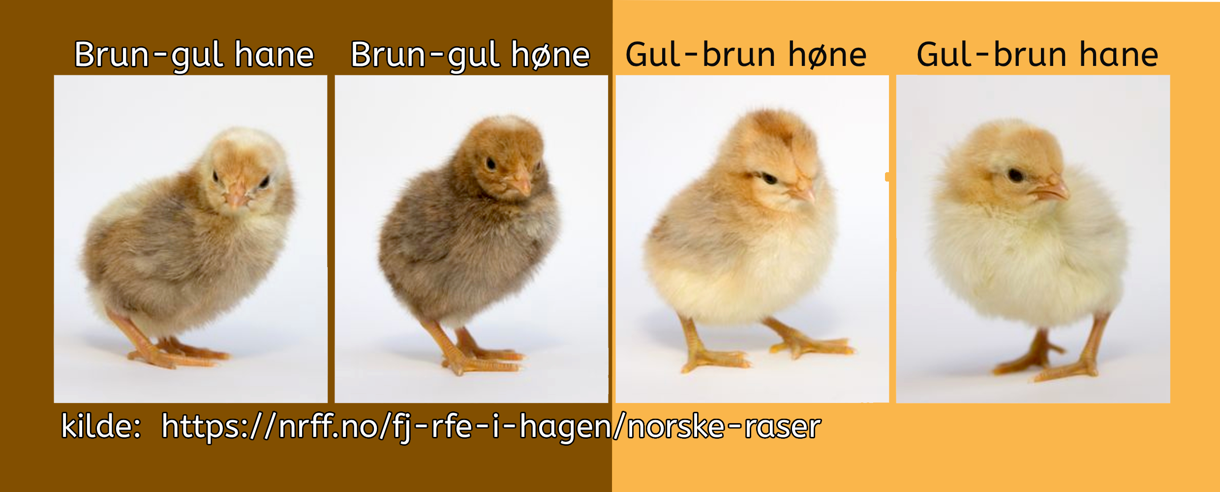 Rugeegg av renraset Jærhøns - Bilde 4