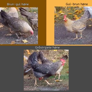 Rugeegg av renraset Jærhøns - Bilde 5