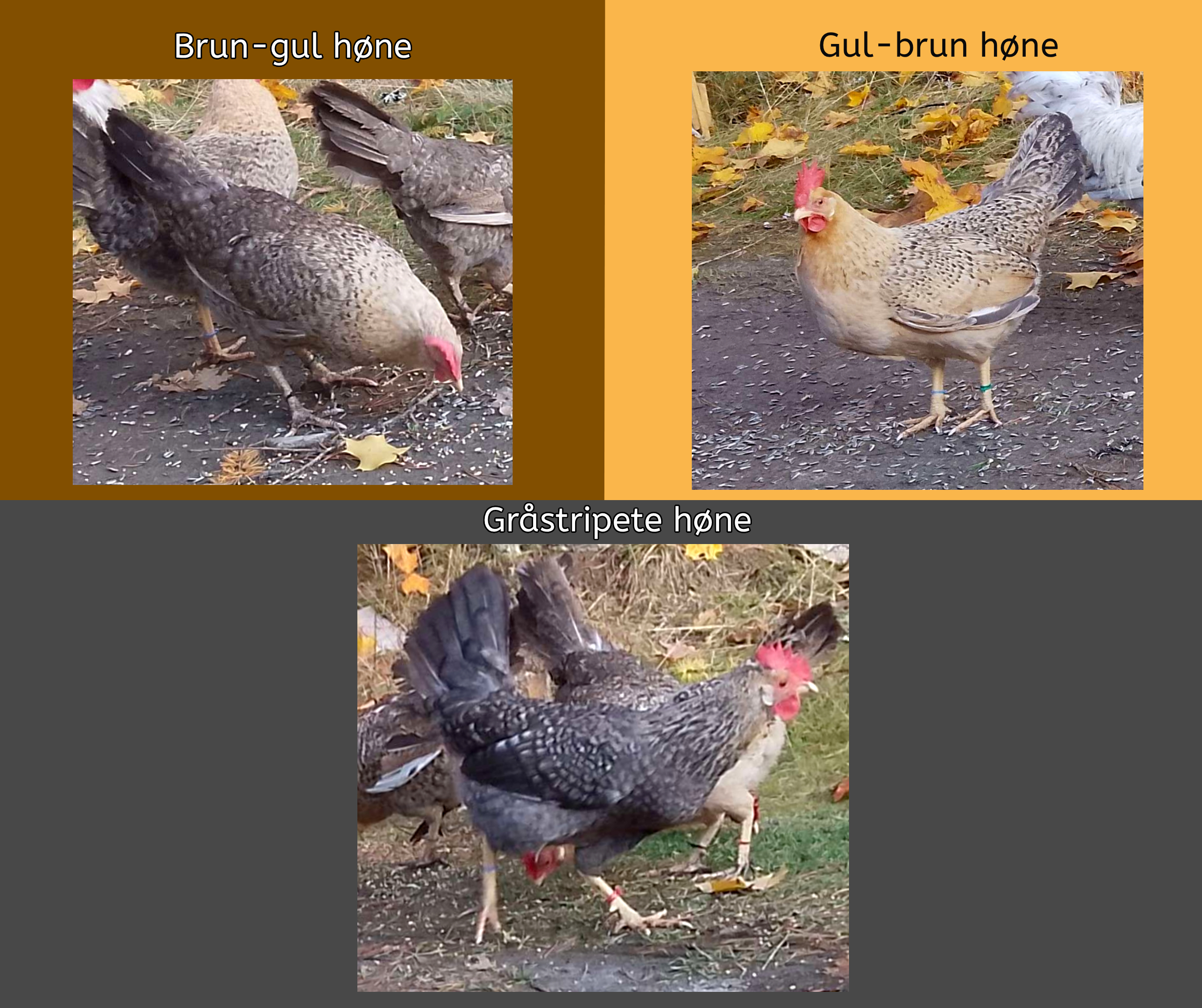 Rugeegg av renraset Jærhøns - Bilde 5